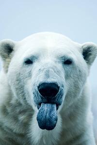 Photography Polar Bear closeup portrait, Mark Newman, (26.7 x 40 cm)
