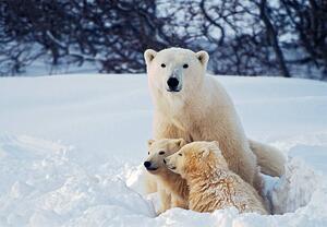 Art Photography Polar Bear with Cubs, KeithSzafranski, (40 x 26.7 cm)