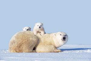 Photography MOTHER POLAR BEAR WITH CUBS, CANADA, Art Wolfe, (40 x 26.7 cm)