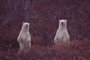 Photography STANDING POLAR SOW AND CUB, Darrell Gulin, (40 x 26.7 cm)