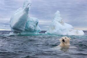 Photography Polar Bear Swimming near Sea Ice, Paul Souders, (40 x 26.7 cm)