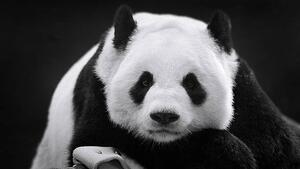 Art Photography Panda in Repose, Thousand Word Images by Dustin Abbott, (40 x 22.5 cm)