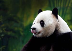 Art Photography Close-up of Giant Panda, Wokephoto17, (40 x 26.7 cm)