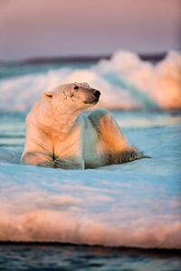 Photography Polar Bear Resting on Sea Ice, Nunavut, Canada, Paul Souders, (26.7 x 40 cm)