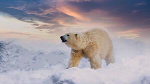 Photography Polar Bear enjoy playing in, chuchart duangdaw, (40 x 22.5 cm)