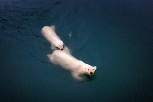 Art Photography Mom and cub Polar bears swimming at Spitsbergen, Posnov, (40 x 26.7 cm)