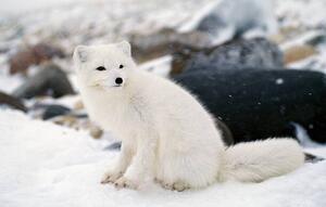 Art Photography Arctic fox in winter coat, Hudson Bay, Canada, Jeff Foott, (40 x 24.6 cm)