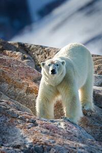 Art Photography Male Polar Bear, Peter Orr Photography, (26.7 x 40 cm)