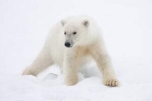 Photography Polar Bear Cub on Snow, Galaxiid, (40 x 26.7 cm)