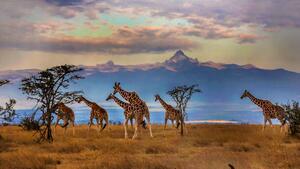 Photography Herd of Reticulated giraffes in front, Manoj Shah, (40 x 22.5 cm)