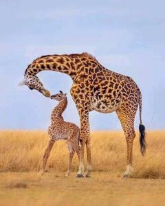 Art Photography Giraffes, Ayanda Madondo, (30 x 40 cm)