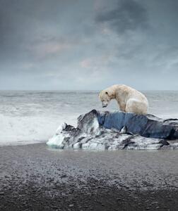 Photography Polar bear on the melting iceberg, narvikk, (35 x 40 cm)