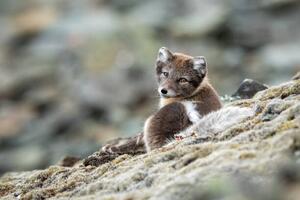 Photography Arctic fox in natural environment in Svalbard, Mats Brynolf, (40 x 26.7 cm)