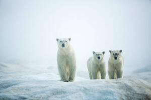 Art Photography Polar Bears in Fog, Hudson Bay, Nunavut, Canada, Paul Souders, (40 x 26.7 cm)