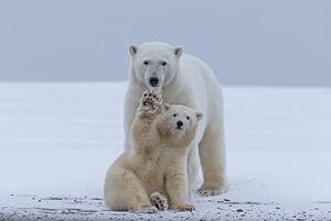Photography Polar bear, Sylvain Cordier, (40 x 26.7 cm)