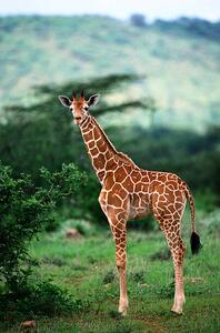 Photography Reticulated Giraffe, Serengeti Nat. Park, Tanzania, Art Wolfe, (26.7 x 40 cm)
