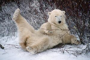 Art Photography Polar Bear Lying in Snow, George D. Lepp, (40 x 26.7 cm)
