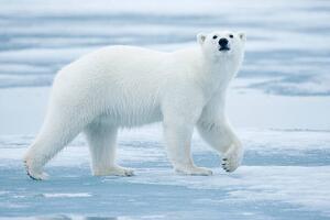 Photography Polar Bear, Svalbard, Norway, Paul Souders, (40 x 26.7 cm)