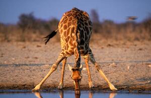 Photography Southern Giraffe Drinking at Water Hole, Martin Harvey, (40 x 26.7 cm)