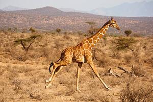 Photography Reticulated Giraffe, Giraffa camelopardalis reticulata, Samburu, Mary Ann McDonald, (40 x 26.7 cm)