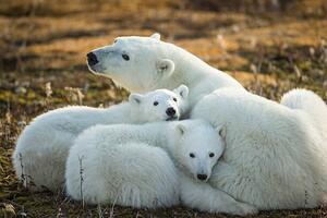 Art Photography Polar Bear and Cubs by Hudson, Paul Souders, (40 x 26.7 cm)