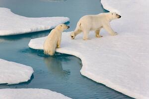 Photography Two polar bears climbing out of water., SeppFriedhuber, (40 x 26.7 cm)