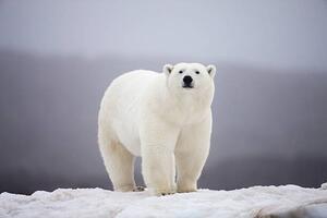 Art Photography Polar Bear on ice, Paul Souders, (40 x 26.7 cm)