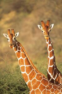 Photography Reticulated giraffes, James Warwick, (26.7 x 40 cm)