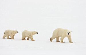 Photography Polar bear walking with two cubs, John Conrad, (40 x 26.7 cm)
