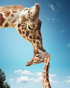 Art Photography Mother giraffe nuzzling calf's head, Gandee Vasan, (30 x 40 cm)