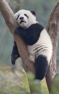Photography A young panda sleeps on the branch of a tree, All copyrights belong to Jingying Zhao, (24.6 x 40 cm)