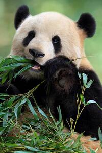Art Photography Cute Panda, TianYuanOnly, (26.7 x 40 cm)