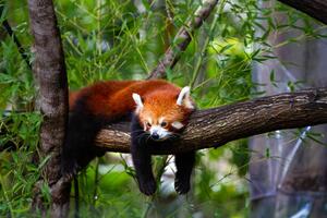 Photography Red panda, Marianne Purdie, (40 x 26.7 cm)