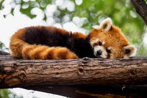 Art Photography Red panda in a tree, Mark Chivers, (40 x 26.7 cm)