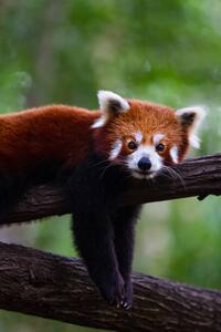Art Photography Red panda, Marianne Purdie, (26.7 x 40 cm)