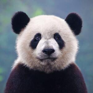 Photography Closeup shot of a giant panda bear, Hung_Chung_Chih, (40 x 40 cm)