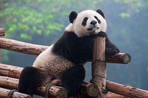 Art Photography Cute panda bear, Hung_Chung_Chih, (40 x 26.7 cm)
