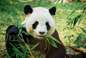 Art Photography Panda eating bamboo, Nuno Tendais, (40 x 26.7 cm)