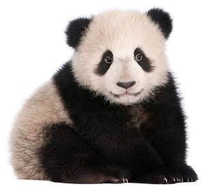 Photography A six month old giant panda on a white background, GlobalP, (40 x 35 cm)