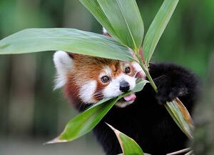 Photography red panda, Freder, (40 x 30 cm)