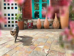 Art Photography Cute domestic cat by house front door, imagedepotpro, (40 x 30 cm)