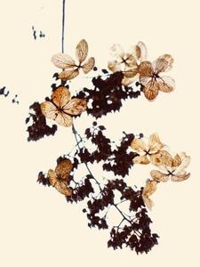 Illustration Withered flowers can be used as bookmarks, fanjie Tang, (26.7 x 40 cm)