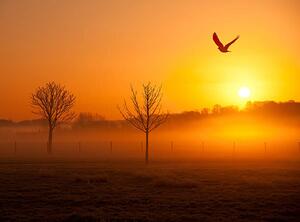 Art Photography Misty sunrise with crow, Michael Roberts, (40 x 30 cm)