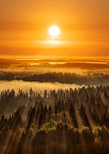 Art Photography Golden beautiful foggy forest sunbeams, Aulanko,, Milamai, (30 x 40 cm)