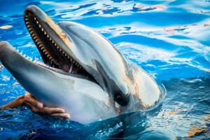 Art Photography Dolphin smile in water scene with, EvaL, (40 x 26.7 cm)