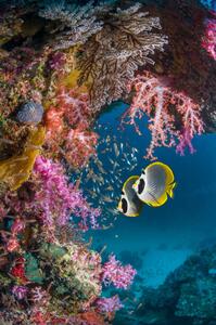 Art Photography Butterflyfish with soft corals., Georgette Douwma, (26.7 x 40 cm)