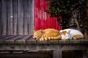 Art Photography Cats sleeping on the bench, Marser, (40 x 26.7 cm)