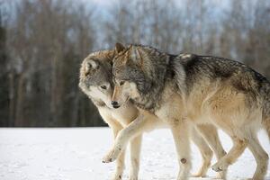 Art Photography Wolves (Canis lupus) nuzzling in snow, side view, John Giustina, (40 x 26.7 cm)