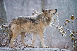 Photography Easter gray wolf In winter, Copyright Michael Cummings, (40 x 26.7 cm)