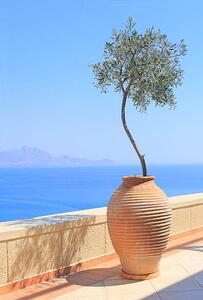 Photography Olive tree growing in a pot, itsabreeze photography, (26.7 x 40 cm)
